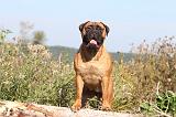 BULLMASTIFF 022